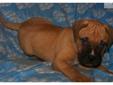 Price: $800
This advertiser is not a subscribing member and asks that you upgrade to view the complete puppy profile for this Bullmastiff, and to view contact information for the advertiser. Upgrade today to receive unlimited access to NextDayPets.com.