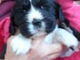 Price: $1000
This advertiser is not a subscribing member and asks that you upgrade to view the complete puppy profile for this English Springer Spaniel, and to view contact information for the advertiser. Upgrade today to receive unlimited access to