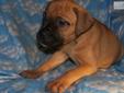 Price: $750
This advertiser is not a subscribing member and asks that you upgrade to view the complete puppy profile for this Bullmastiff, and to view contact information for the advertiser. Upgrade today to receive unlimited access to NextDayPets.com.