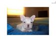 Price: $900
This advertiser is not a subscribing member and asks that you upgrade to view the complete puppy profile for this French Bulldog, and to view contact information for the advertiser. Upgrade today to receive unlimited access to NextDayPets.com.
