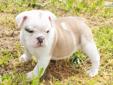 Price: $2000
Kandy, stunning blue fawn bulldog puppy, wrinkled, short and adorable. Health checked, very playful and good with children, pictures taken at 6 weeks of age, DNA test: BBdd, AKC registered and microchipped. Her dad is a fine looking blue stud