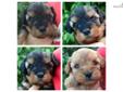 Price: $1200
Please Go to our Facebook page Picture Perfect Puppy I have 3 beautiful, actually, absolutely stunning cavapoo puppies available! 2 Sable and One buff. They are sure have the sweetest dispositions ever! They are handled regularly by children