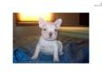Price: $900
This advertiser is not a subscribing member and asks that you upgrade to view the complete puppy profile for this French Bulldog, and to view contact information for the advertiser. Upgrade today to receive unlimited access to NextDayPets.com.