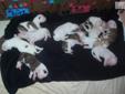 Price: $900
Pups are on the way and should be here any day now. Check out the live streaming video of the new babies after they are born. http://ustre.am/UQ9p Email me to get on the list to make your pick now. Can't wait to meet you.
Source: