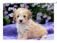 Price: $550
This adorable Mini Poodle puppy has lots of love to give. He is ACA registered, vet checked, vaccinated, wormed and comes with a 1 year genetic health guarantee. He is a spunky puppy who is well socialized. Please contact us for more