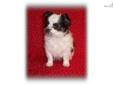 Price: $350
Leo is a playful outgoing puppy sure to steal your heart. Great conformation, healthy, socialized and with a 2 year health guarantee. We breed exceptional Chihuahua puppies available for adoption to loving, responsible pet homes. We strive to