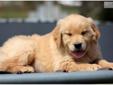 Price: $700
This fluff ball is a real beauty! He is AKC registered, vet checked, vaccinated and wormed. This Golden Retriever puppy comes with a 1 year genetic health guarantee and a 2 year hip guarantee. He is playful and friendly. Please contact us for