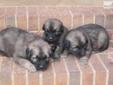 Price: $1200
We have Leo Babies that will be available soon we are taking deposits now. Dam is OFA hips and Elbows. Big cute cuddle bears. Puppies will have first shots and wormings. Pet puppies are $1200.00 and have a Limited AKC reg. Puppies with Full