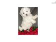 Price: $400
1st generation cross of lhasa apso mommy and maltese daddy. both parents are purebreed and akc reg. this breed is sooo smart loyal and easy to train. non shed non allergic toy breed.est adult weight is 9-12lbs and standing height 10-12 inches