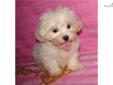 Price: $400
HE IS IS A BEAUTIFUL LHASA/MALTESE CROSS. HE HAS A GREAT HAIR COAT AND GREAT PERSONALITY. HE IS ONLY 2.11 POUNDS AT 9 WEEKS. HE IS FROM AKC PARENTS. VET CHECKED GREAT. UP TO DATE ON VACCINATIONS AND WORMING. WILL BE MICRO-CHIPPED. VERY LOVABLE