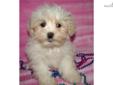 Price: $400
SHE IS IS A BEAUTIFUL LHASA/MALTESE CROSS. SHE HAS A GREAT HAIR COAT AND GREAT PERSONALITY. SHE IS ONLY 2.11 POUNDS AT 9 WEEKS. SHE IS FROM AKC PARENTS. VET CHECKED GREAT. UP TO DATE ON VACCINATIONS AND WORMING. WILL BE MICRO-CHIPPED. VERY