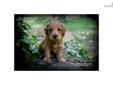 Price: $1500
This advertiser is not a subscribing member and asks that you upgrade to view the complete puppy profile for this Goldendoodle, and to view contact information for the advertiser. Upgrade today to receive unlimited access to NextDayPets.com.
