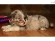 Price: $1100
MeetÂ Meredith! Light red merle female with one blue eye, one greenish-brown. Beautiful coat pattern, blaze/collar/stockings. Sweet and mellow. Dad's a registered NSDR blue merle Australian Shepherd, very typey and correct! 54 pounds, this guy