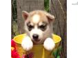 Price: $600
Gorgeous! These little ones will be ready to go at 8 wks old and can be shipped by ground or air. SiberianHuskys are a beautiful breed, with blue eyes and stunning coats. Being very active dogs you may want to use a harness, because they like