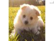 Price: $450
This advertiser is not a subscribing member and asks that you upgrade to view the complete puppy profile for this Poma-Poo - Pomapoo, and to view contact information for the advertiser. Upgrade today to receive unlimited access to