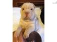 Price: $600
This advertiser is not a subscribing member and asks that you upgrade to view the complete puppy profile for this Chinese Shar-Pei, and to view contact information for the advertiser. Upgrade today to receive unlimited access to