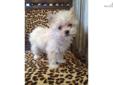 Price: $3200
This advertiser is not a subscribing member and asks that you upgrade to view the complete puppy profile for this Yorkshire Terrier - Yorkie, and to view contact information for the advertiser. Upgrade today to receive unlimited access to