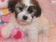 Price: $600
VIDEO OF THIS LOVELY PUPPY IS AVAILABLE ON OUR WEBSITE AT: http://www.newdesignskennel.com Adorable little Lilly is a Teddy Bear girl who is looking for her perfect family. Teddy Bears are a cross between a purebred Bichon Frise and a purebred