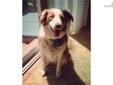 Price: $100
Link is a very loveable dog. He loves to take walks and sniff everything around him. He loves to chase birds in the yard. He doesn?t bark much unless he hears an animal in the woods, then he turns into a tough guy. He is very friendly with