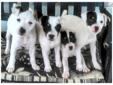 Price: $500
Smooth Coated Tri-Colored Full Blooded Jack Russell. When a Jack Russell reaches maturity they have a height of 10-15 inches, a chest of 10-12 inches wide, and weigh under 15 pounds. We have one male and two females available.
Source: