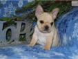 Price: $1500
This advertiser is not a subscribing member and asks that you upgrade to view the complete puppy profile for this French Bulldog, and to view contact information for the advertiser. Upgrade today to receive unlimited access to