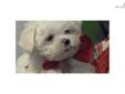 Price: $400
This advertiser is not a subscribing member and asks that you upgrade to view the complete puppy profile for this Maltese, and to view contact information for the advertiser. Upgrade today to receive unlimited access to NextDayPets.com. Your