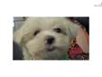 Price: $400
This advertiser is not a subscribing member and asks that you upgrade to view the complete puppy profile for this Maltese, and to view contact information for the advertiser. Upgrade today to receive unlimited access to NextDayPets.com. Your