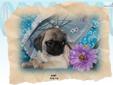 Price: $699
"Little Clowns of the Dog World" These puppies are Full Bred Pugs, Health Clearances, Vet Certified, Well Loved!All pups are up-to-date on all age appropriate shots and wormings and come with a 1 year Health Guarantee. YOU WILL LOVE OWNING A