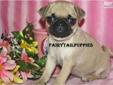 Price: $699
"Little Clowns of the Dog World" These puppies are Full Bred Pugs, Health Clearances, Vet Certified, Well Loved!All pups are up-to-date on all age appropriate shots and wormings and come with a 1 year Health Guarantee. YOUWILL LOVE OWNING A
