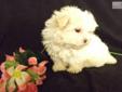 Price: $1200
This little AKC/APR Maltese is very playful and full of life. He has a baby doll face and a stocky posture. To my best estimate, he will grow to be around 4-5 pounds. A SMALL and HEALTHY puppy for you! I sell puppies from reputable breeders