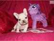 Price: $2200
This advertiser is not a subscribing member and asks that you upgrade to view the complete puppy profile for this French Bulldog, and to view contact information for the advertiser. Upgrade today to receive unlimited access to