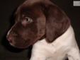 Price: $850
This advertiser is not a subscribing member and asks that you upgrade to view the complete puppy profile for this German Shorthaired Pointer, and to view contact information for the advertiser. Upgrade today to receive unlimited access to