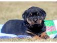 Price: $500
This beautiful Rottweiler puppy will make a wonderful family pet! She is ACA registered, vet checked, vaccinated, wormed and health guaranteed. This puppy is playful, mischievous and a bundle of fun! Please contact us for more information or