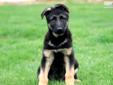 Price: $525
This handsome German Shepherd puppy has European Bloodlines. He is a spirited puppy who is up for any adventure! This puppy is AKC registered, vet checked, vaccinated, wormed and has a 1 year genetic health guarantee. His daddy is Hip