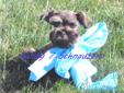 Price: $1400
www.Lucky7Schnauzers.com View his video: http://www.youtube.com/watch?v=Qn4SNRKWjm8 Royce is one of the easiest puppies to be around. He will be a t-cup to small toy. He goes with the flow and is super tiny. He has a great coat to match his