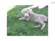 Price: $750
This advertiser is not a subscribing member and asks that you upgrade to view the complete puppy profile for this Labrador Retriever, and to view contact information for the advertiser. Upgrade today to receive unlimited access to
