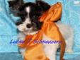Price: $1000
http://www.youtube.com/watch?v=4EBwvWjkj8Y Taos is a tiny mega coated bundle of playfulness with a personality that just makes you smile. Taos is more vocal and wants to remind you he needs to be held! He is leash trained and loves to play
