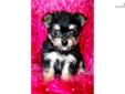 Price: $550
SIMPLY ADORABLE TINY FEMALE MORKIE, FIRST GENERATION!!!!! LITTLE LOLA WILL STEAL YOUR HEART RIGHT OUT FROM UNDER YOUR NOSE!!!! A SWEETHEART OF A BABY, AND WILL BE SMALL. HAPPY, WELL ADJUSTED, AND ALL THE OTHER BEAUTIFUL ATTRIBUTES THAT GO