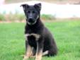Price: $525
This beautiful German Shepherd puppy has European Bloodlines. She is a spirited puppy who is up for any adventure! This puppy is AKC registered, vet checked, vaccinated, wormed and has a 1 year genetic health guarantee. Her daddy is Hip