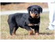 Price: $500
This beautiful Rottweiler puppy will make a wonderful family pet! She is ACA registered, vet checked, vaccinated, wormed and health guaranteed. This puppy is playful, mischievous and a bundle of fun! Please contact us for more information or