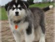 Price: $1750
We have a beautiful AKC Alaskan malamute Female available. She has such a great personality she is so happy go luck loves to talk.She is a AKC pure bred Alaskan Malamute . All our puppies are raised around our five children and our cats so