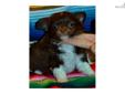 Price: $1500
3.5-4 lbs mature weight, adorable male puppy available, akc registered, champion lines. Gorgeous and unusual Chocolate and white long-coat - wonderful personality and temperament, healthy active playful fun-loving puppy who loves to be
