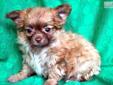 Price: $550
JO-JO IS INCREDIBLY ADORABLE....FROM HIS FACE TO HIS PERSONALITY, HE IS ONE OF A KIND!!! SUCH A TINY LITTLE MAN, HE HAS A LUXURIOUS VIBRANT RED COAT, AND A FACE AND EYES THAT YOU CANNOT SAY NO TO!!! HIS APPROXIMATE ADULT WEIGHT IS 4 POUNDS. HE