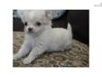 Price: $700
This advertiser is not a subscribing member and asks that you upgrade to view the complete puppy profile for this Chihuahua, and to view contact information for the advertiser. Upgrade today to receive unlimited access to NextDayPets.com. Your