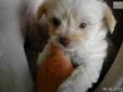 Price: $350
Long haired ChiaPoo. Part Chihuahua and part toy Poodle. SWEET! He has green eyes too!
Source: http://www.nextdaypets.com/directory/dogs/d92bd774-04e1.aspx
