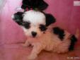Price: $400
Long haired Darling! APRI registered. Extra small size
Source: http://www.nextdaypets.com/directory/dogs/6fd5e596-cae1.aspx