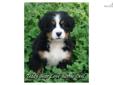 Price: $1400
Thank you for your interest in a Teddy Bear Love Bernese Mountain Dog. Below is our most current info. Please let us know if you have any questions........... We are accepting holding fees on a litter born May 23rd out of Angel & Smokey ready