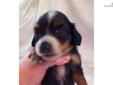 Price: $650
Uniquely marked longhaired male mini dachshund puppy. Carries piebald and showing pie with lots of white markings. Sired by blue dapple-canadian bloodline. Mom carries English cream. This puppy is $650 including safe shipping by Delta