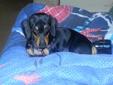 Price: $300
This advertiser is not a subscribing member and asks that you upgrade to view the complete puppy profile for this Dachshund, Mini, and to view contact information for the advertiser. Upgrade today to receive unlimited access to