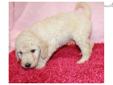 Price: $1250
Mom is an F1 standard goldendoodle. Dad is a white standard poodle! Pups estimated to be 45-55 lbs at maturity. Born 6-24-13 ~ Ready at 8 weeks on 8-19-13. If this puppy is not on our website, he/she is no longer available. You can pick up in